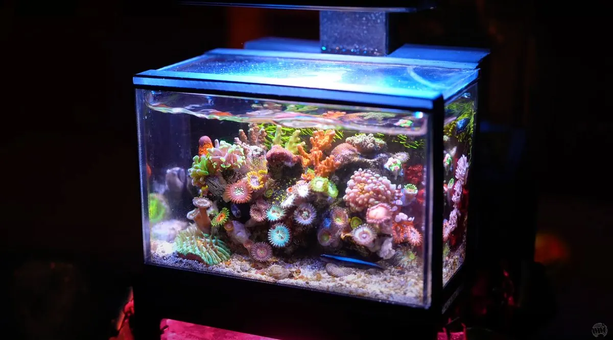 A lit-up PNW Custom 40oz micro reef, from PNW Custom's Roaming Reef Collection page