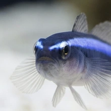 Toby the Goby, a blue neon cleaner goby